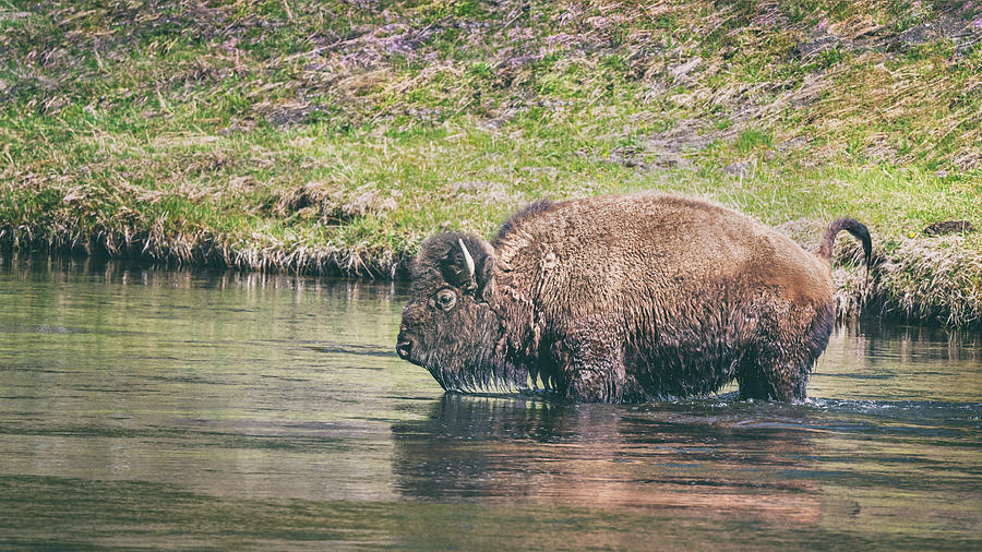 Bison In The River Yellowstone National Park Photograph