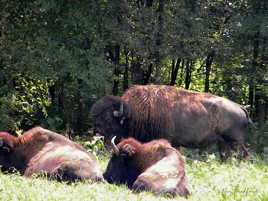 Bison In the Shade Photograph by Ken Bradford - Fine Art America