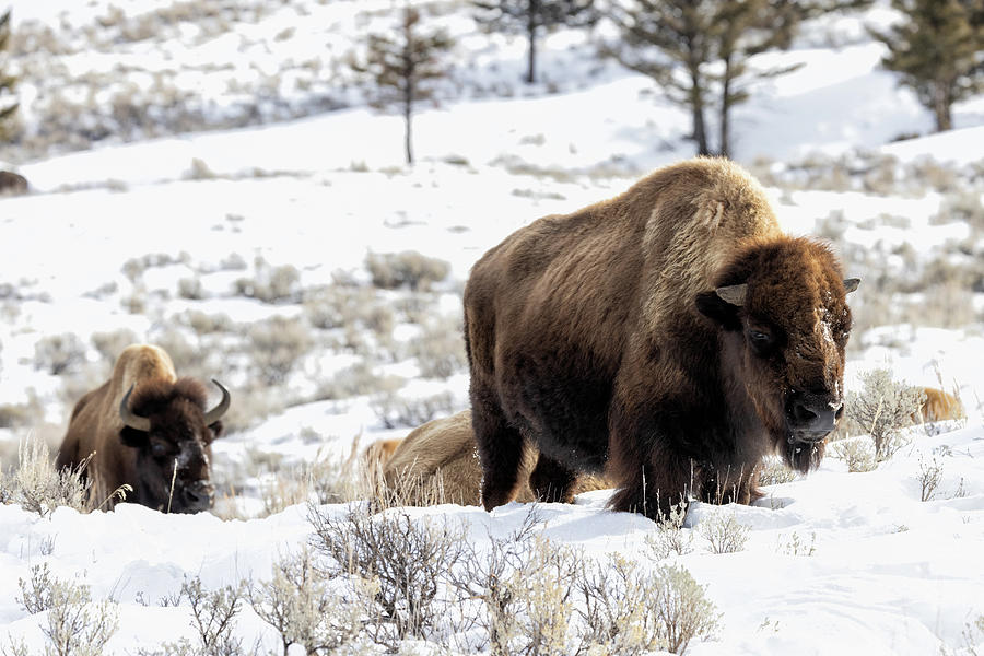 Bison in the Snow  Photograph by Cheryl Strahl