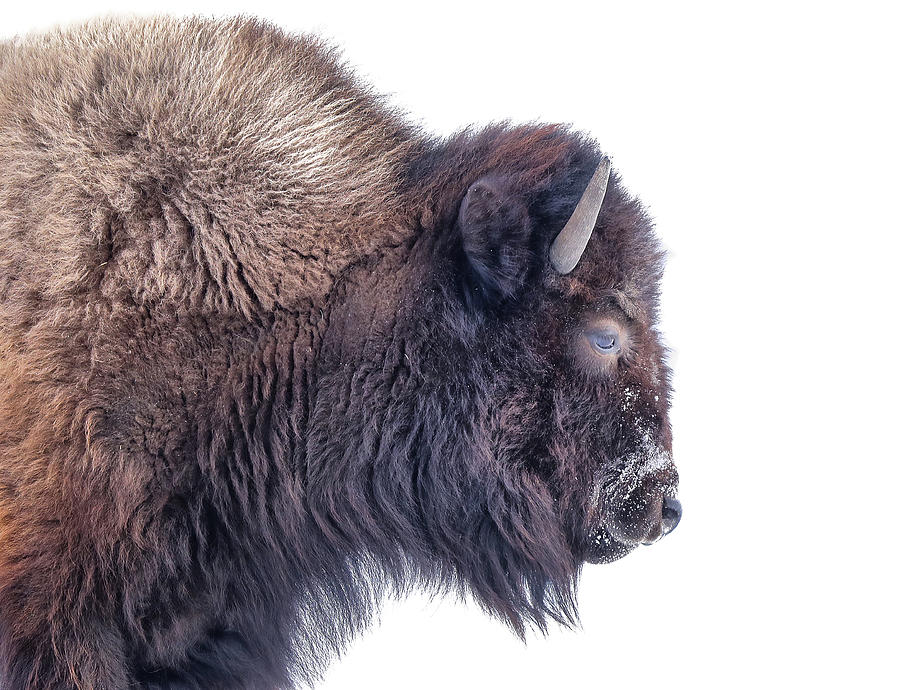 Bison in the Snow by Kristie Burns Bison in the Snow by Kristie Burns