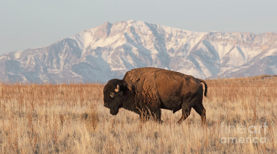 Bison in Utah Photograph by Ruth Jolly