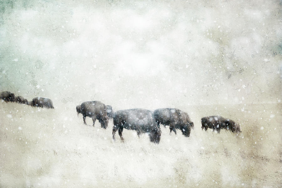 Bison In  Winter Photograph by Ann Powell