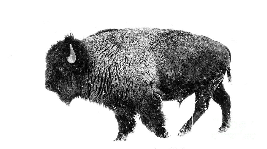 Bison in Winter Photograph by Patrick Nowotny
