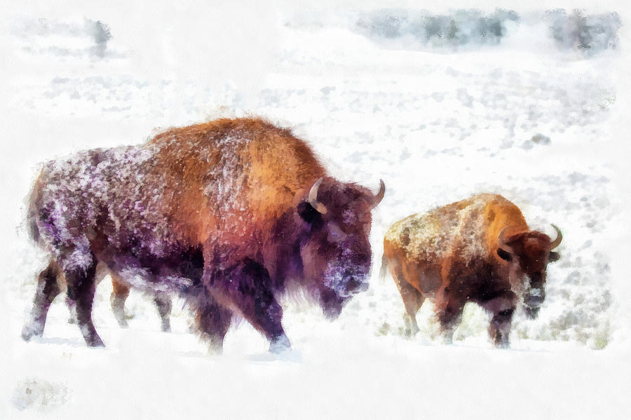 Bison in Winter Watercolor Painting by Matthias Hauser