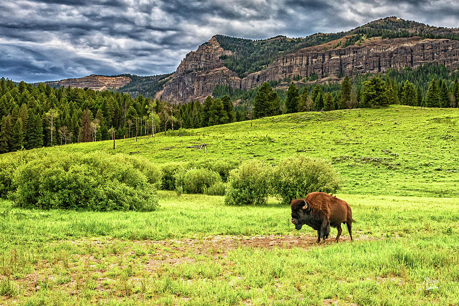 Bison in Yellowstone Photograph by Gestalt Imagery - Fine Art America