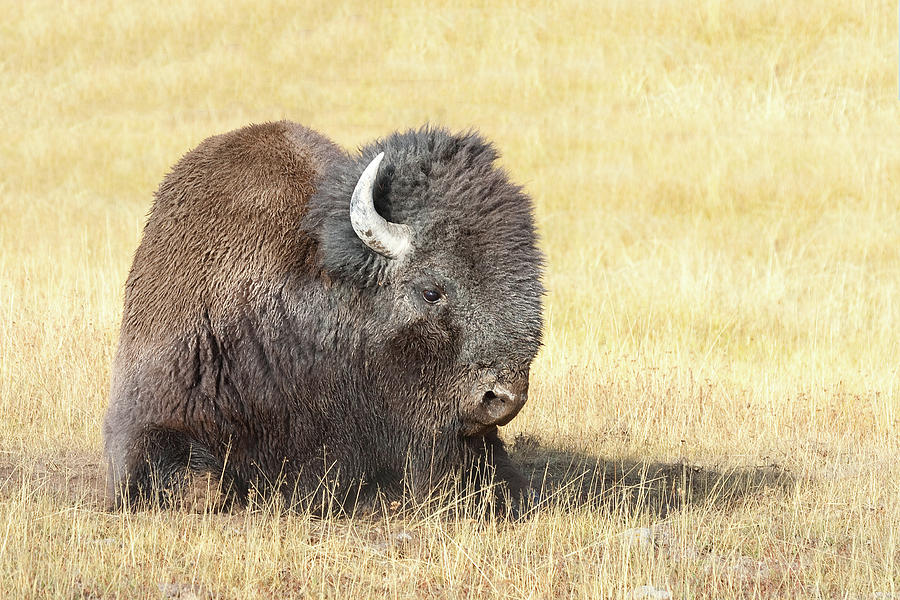 Bison in Yellowstone National Park, Wyoming Photograph by Ram Vasudev