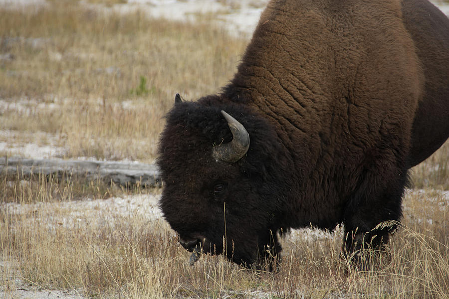 Bison in Yellowstone Photograph by Pamela Williams
