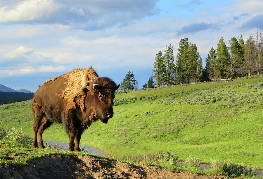Bison in Yellowstone Photograph by Rick Wilking