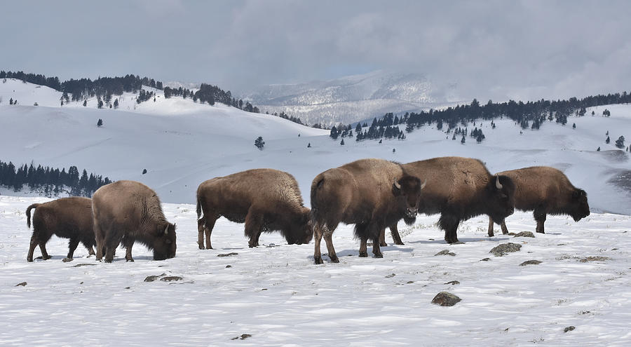 Bison In Yellowstones Winter Photograph by Ben Foster