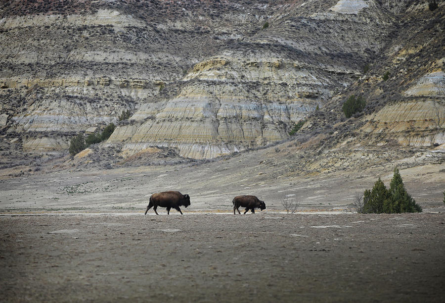 Bison Journey Photograph by Dan Sproul