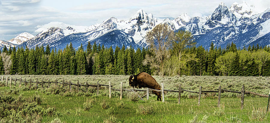 Bison Jumping Photograph By Karen Cox Fine Art America