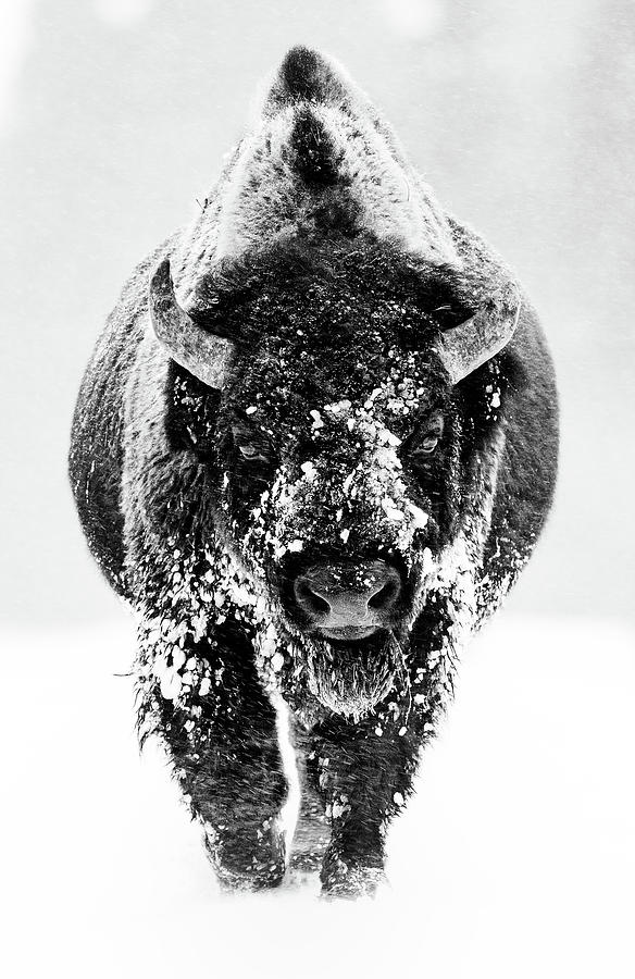 Bison King of the Road Photograph by Max Waugh