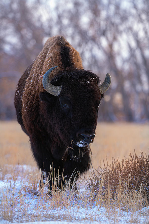 Bison Photograph By Kirk Siegler - Fine Art America