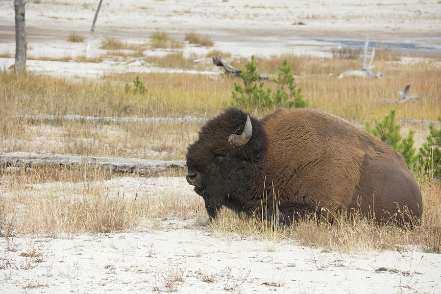 Bison Laying Down at Yellowstone Photograph by Pamela Williams