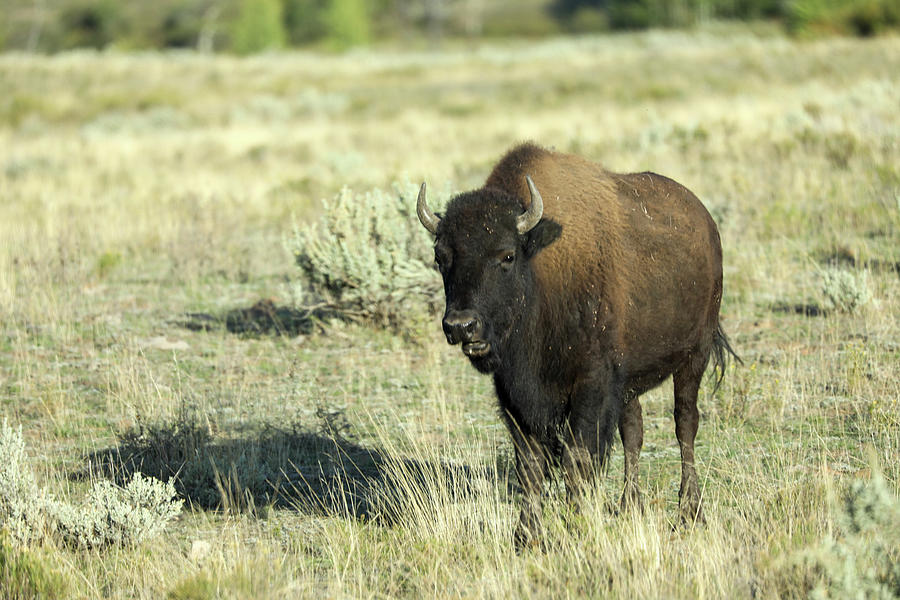 Bison Photograph by Lisa Dickson - Fine Art America