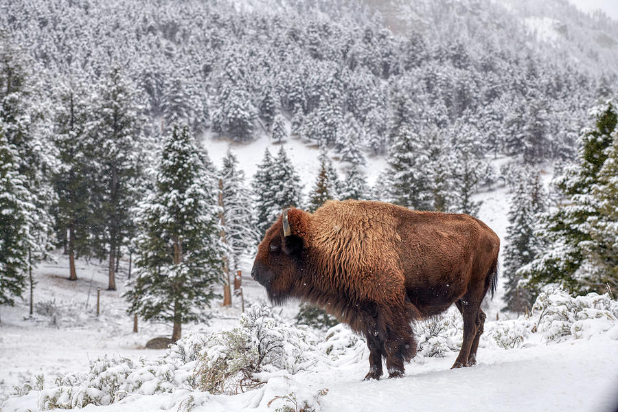 Yellowstone National Park Photograph - Bison Looking at scenery by Paul Freidlund