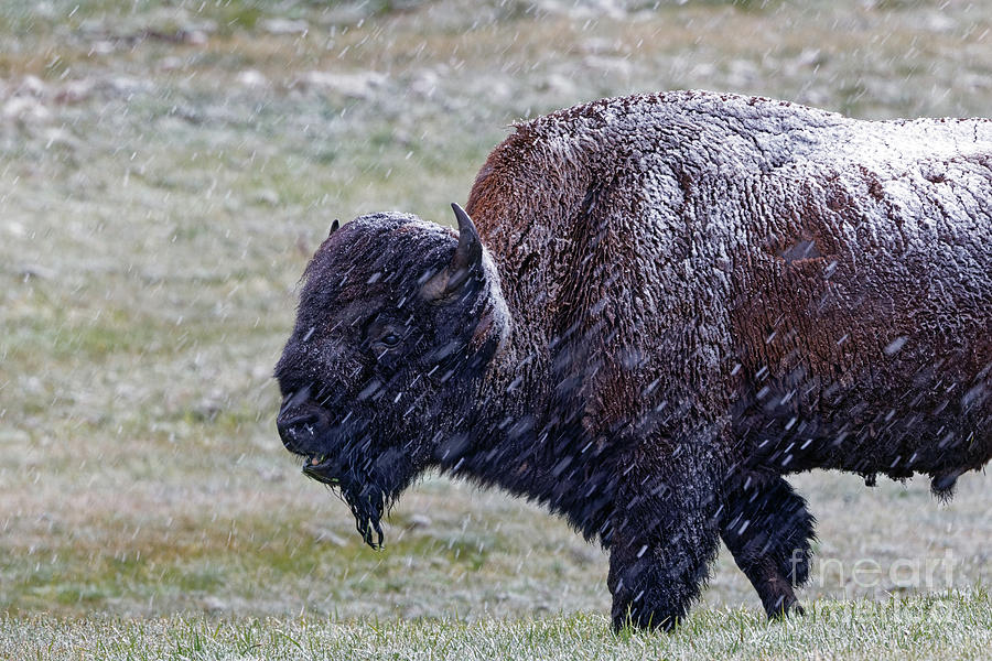 Bison Lunch in the Snow Photograph by Natural Focal Point Photography