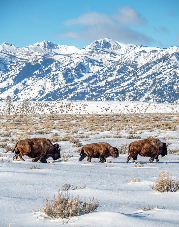 Bison March, Vertical Photograph by Marcy Wielfaert