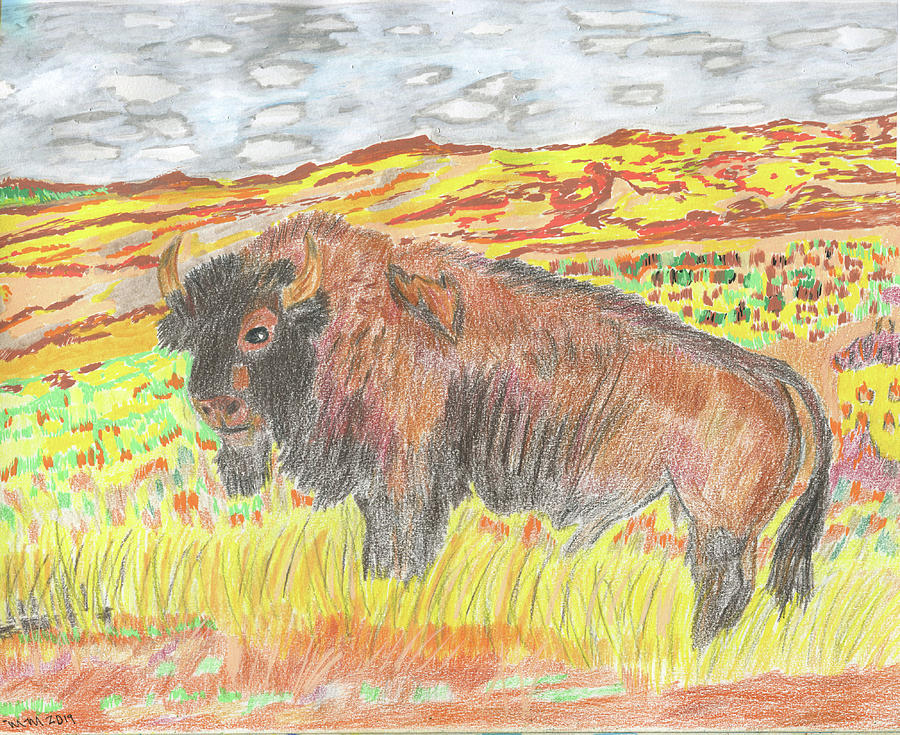 Yellowstone National Park Drawing - Bison by Merrill Mitchell
