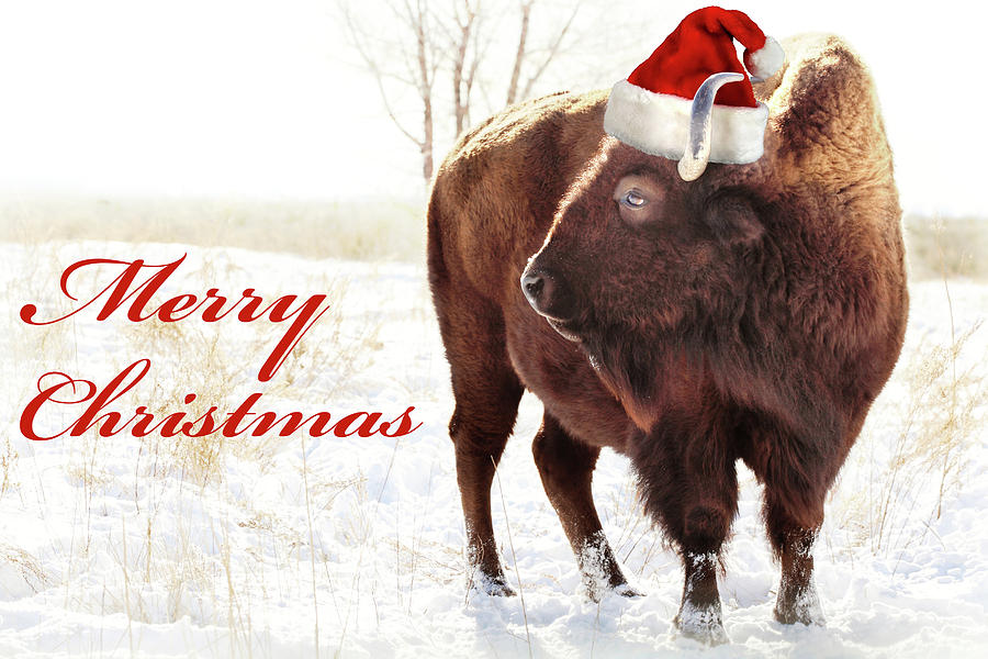 Bison Merry Christmas Photograph by Brian Gustafson