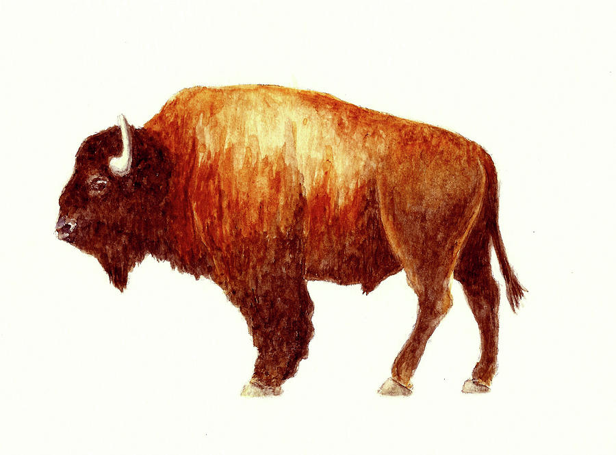 Bison Painting by Michael Vigliotti - Fine Art America