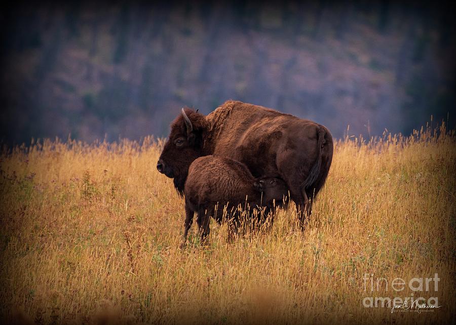 Bison Mom And Calf - Yellowstone National Park Photograph