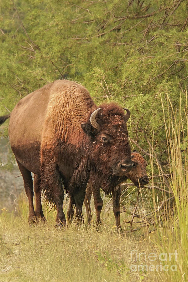Bison Mother and Calf Photograph by Nancy Gleason