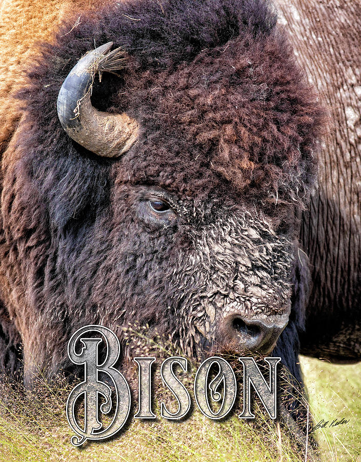 Bison - Muddy Thunder Photograph by Bill Kesler