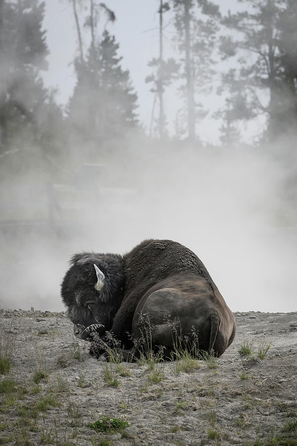 Bison Napping in Thermal Steam Photograph by Kelly VanDellen