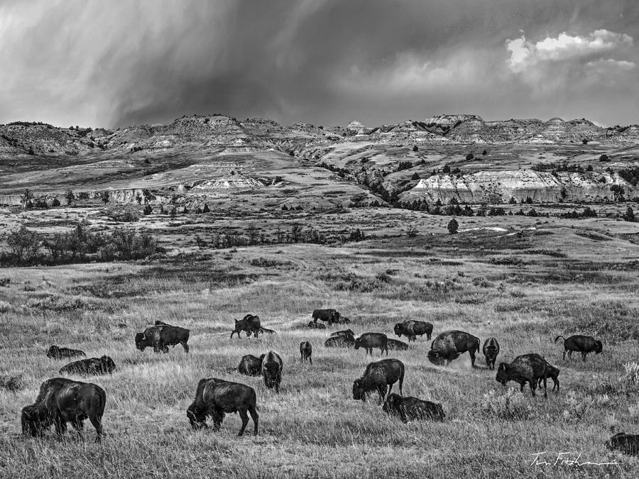 Bison near Scoria Point, Theodore Roosevelt NP Photograph by Tim Fitzharris