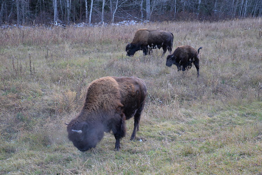 Bison of the Yukon Photograph by James Cousineau