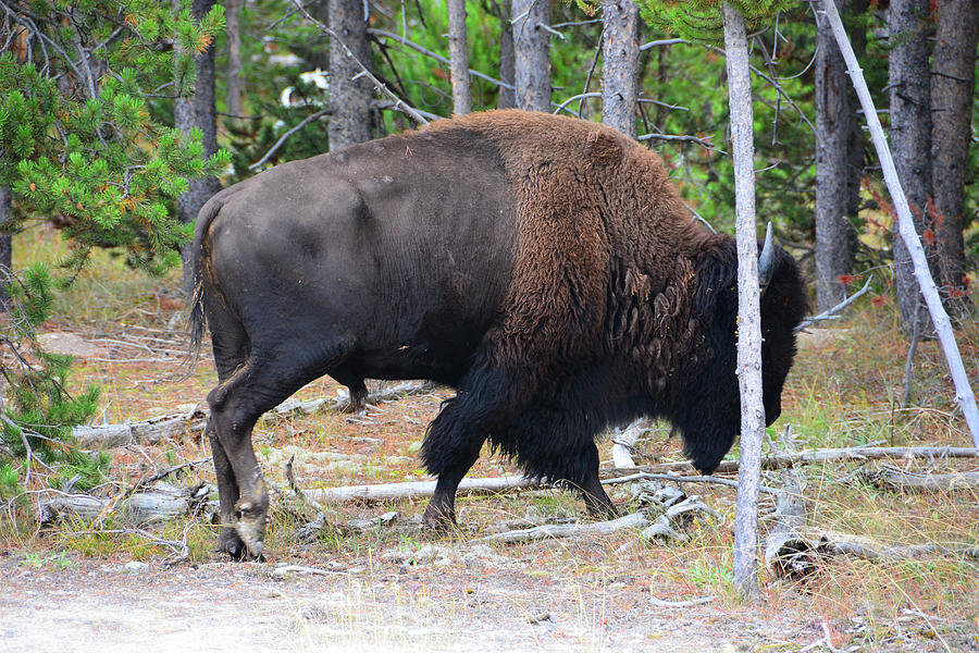 Bison of Yellowstone National Park Photograph by Raymond Salani III