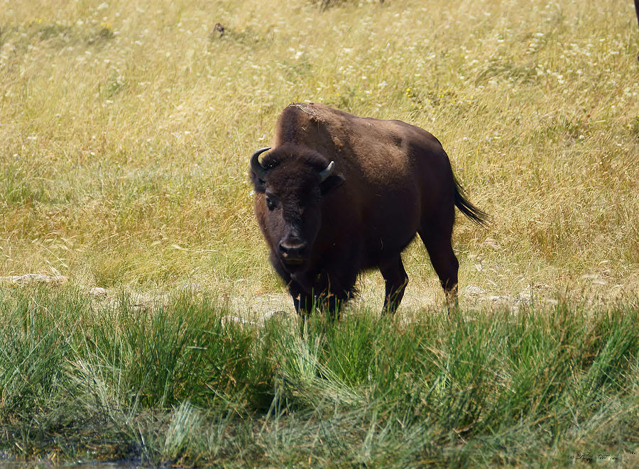Bison On Alert Photograph by Tracey Vivar