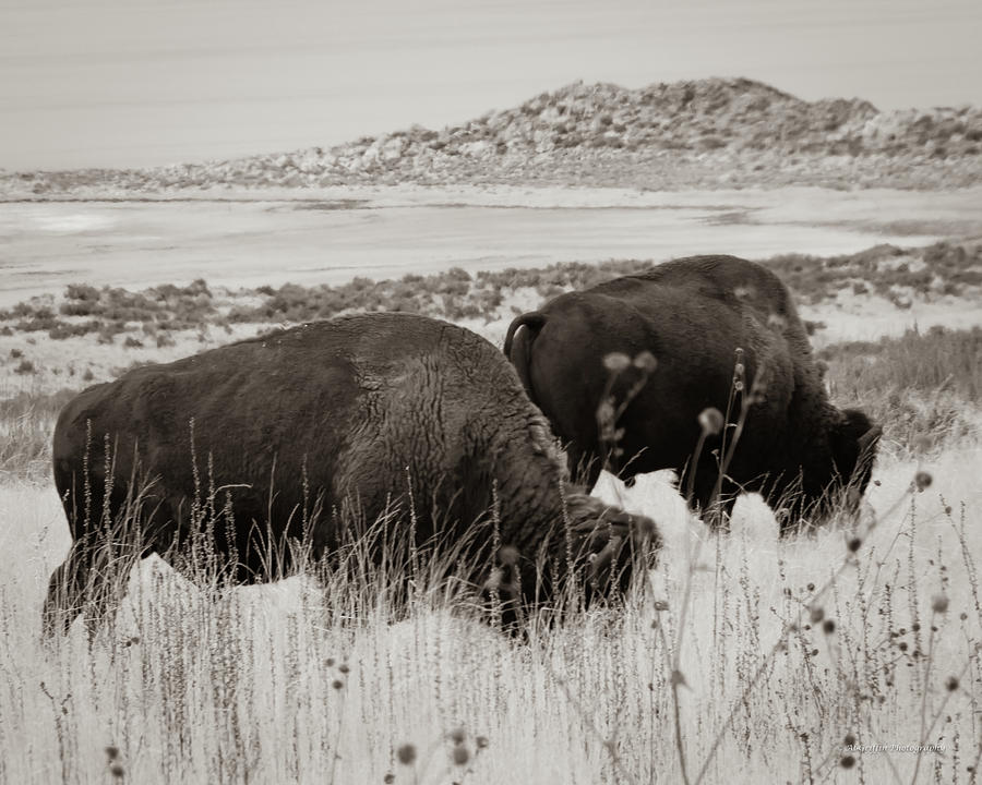 Bison on Antelope Island Photograph by Al Griffin