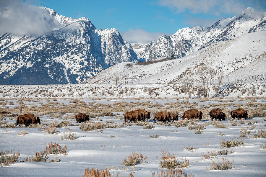 Bison on the Move, Grand Tetons Photograph by Marcy Wielfaert