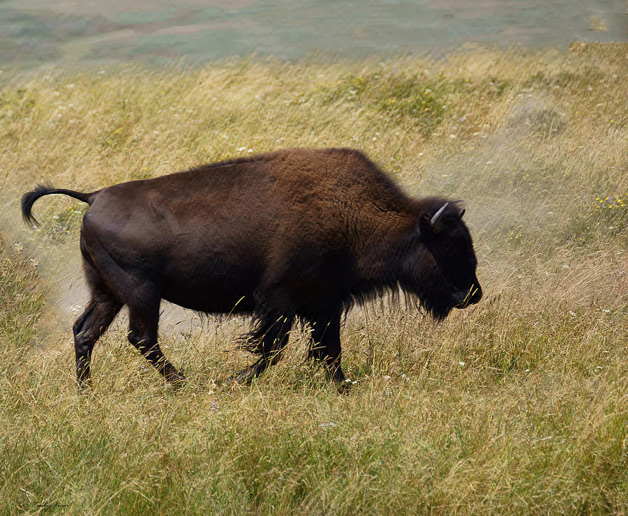 Big Bad Bison Walking Photograph by Tracey Vivar