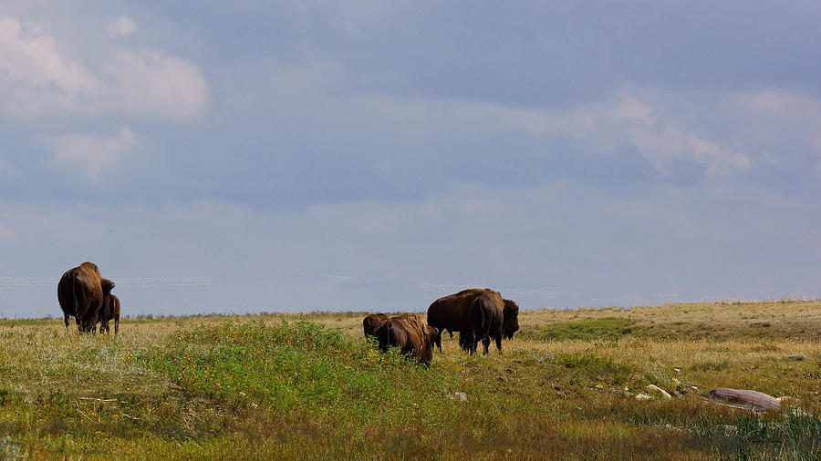 Bison on the Prairie Photograph by Tracey Vivar