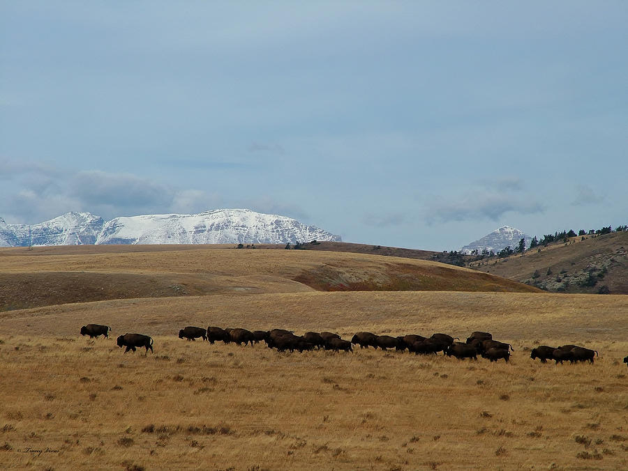 Bison Herd on the Rocky Mountain Front Photograph by Tracey Vivar