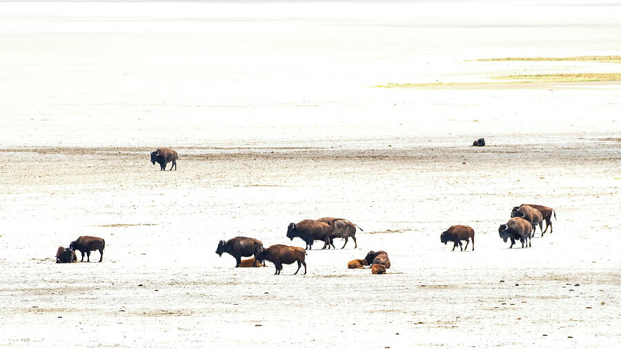 Bison On The Salt Flats Photograph
