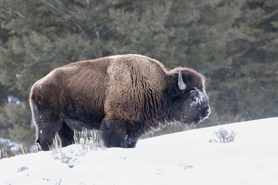 Bison Outstanding  Photograph by Cheryl Strahl