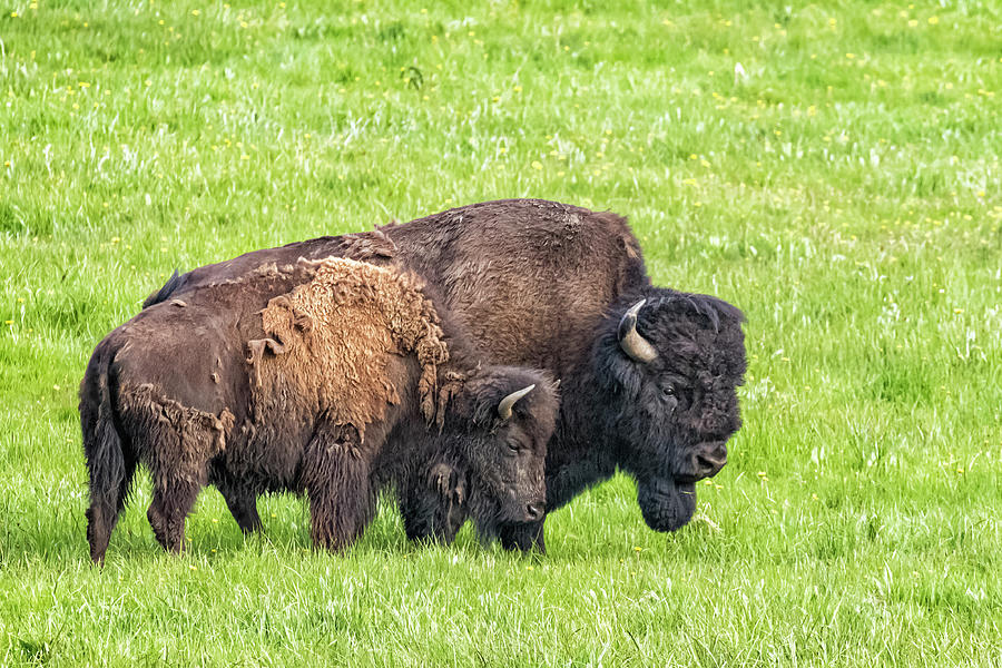 Bison Pair at Yellowstone Photograph by Belinda Greb