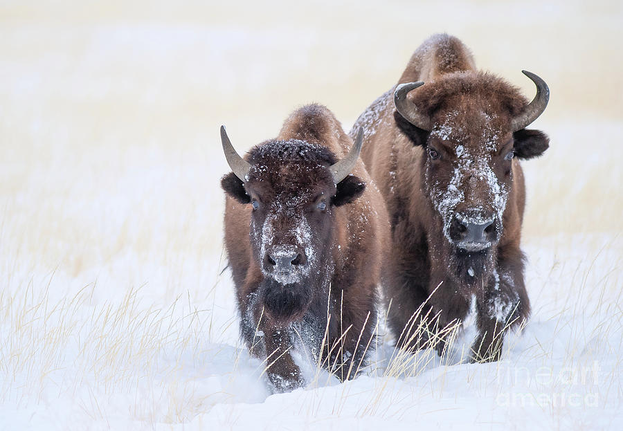 Bison Pair Photograph by Brad Schwarm