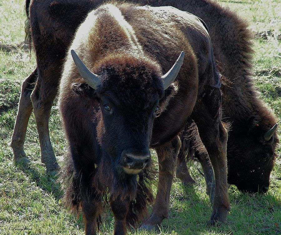 Bison Pair Photograph by Tracey Vivar