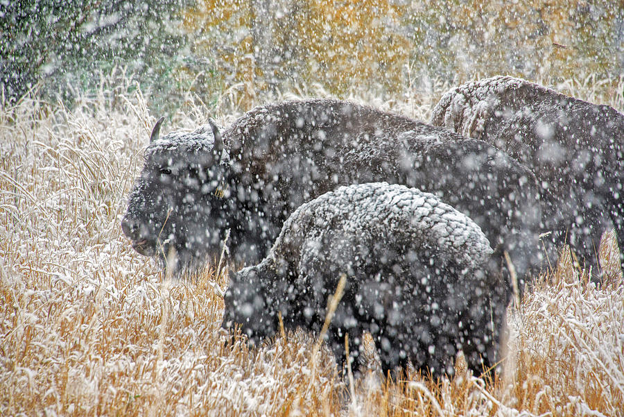 Bison Photograph by Patricia Fiedler - Fine Art America