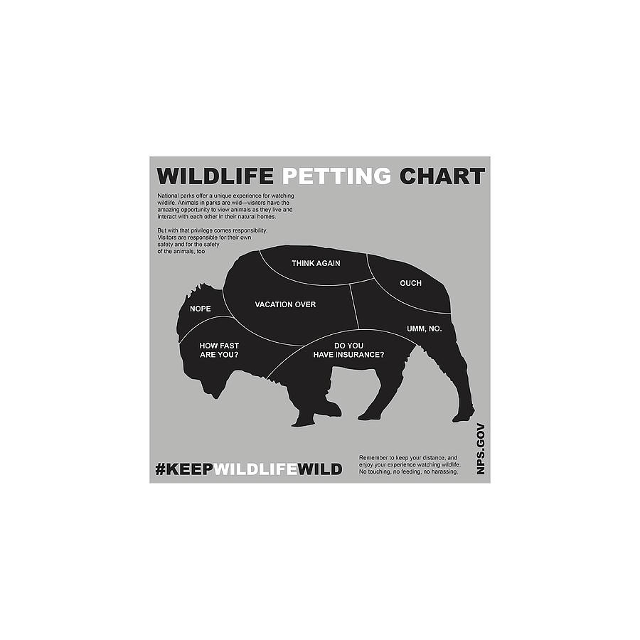 Bison Petting Chart Poster 70s Painting by Chapman Holly Fine Art America