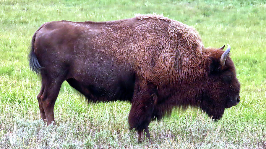 Yellowstone Bison Photograph by Aurelia Schanzenbacher