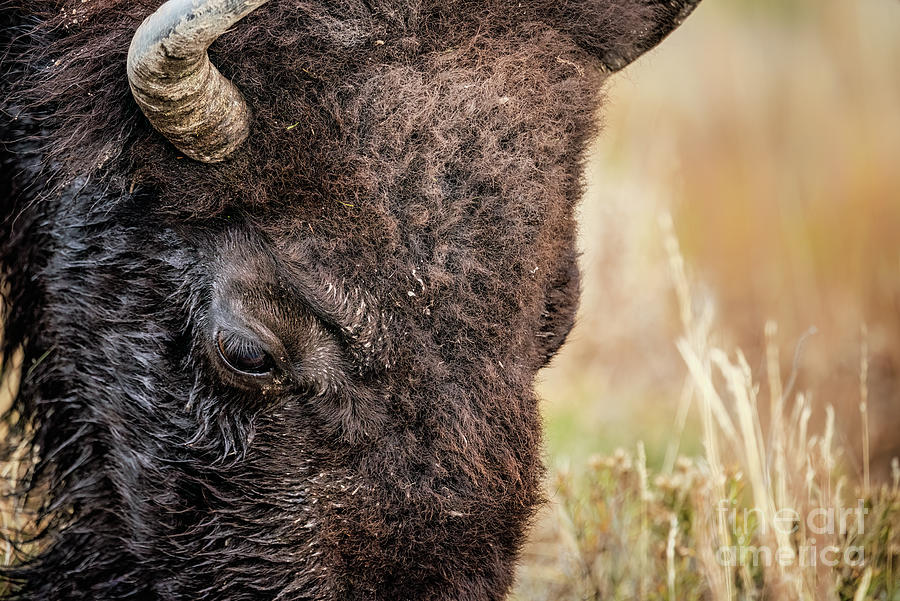 Bison Portrait 2 Photograph by Al Andersen