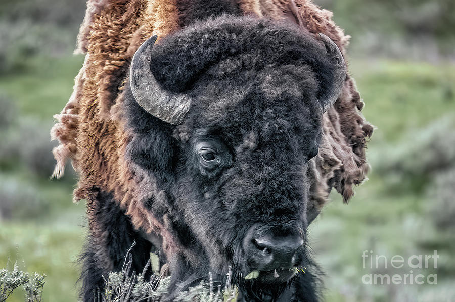 Bison Portrait Photograph by Al Andersen