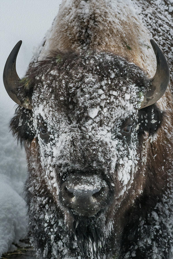 Artistic Bison Portrait I Photograph by Anita Wooldridge - Fine Art America