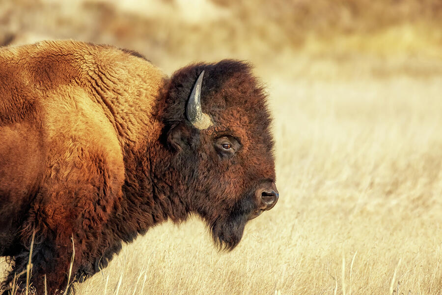 Bison Portrait - Badlands National Park Photograph by Susan Rissi Tregoning
